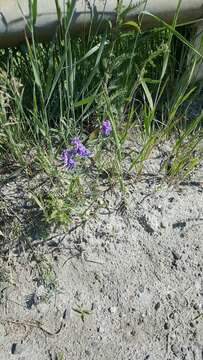 Image of bird vetch