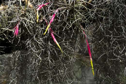 Imagem de Tillandsia erubescens var. arroyoensis W. Weber & Ehlers