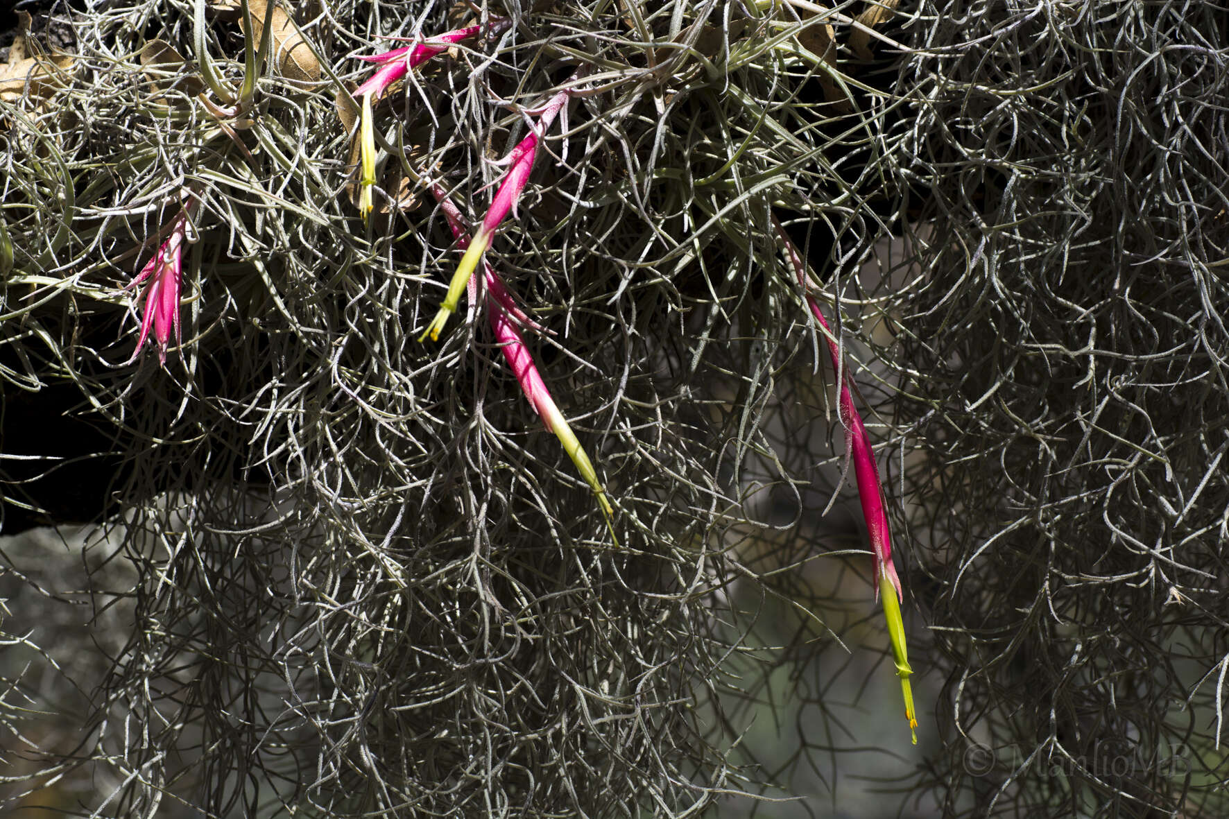 Image of Tillandsia erubescens var. arroyoensis W. Weber & Ehlers