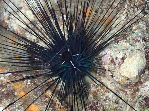 Image of Banded diadem urchin