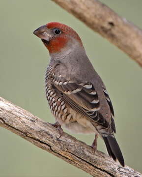 Image of Red-headed Finch