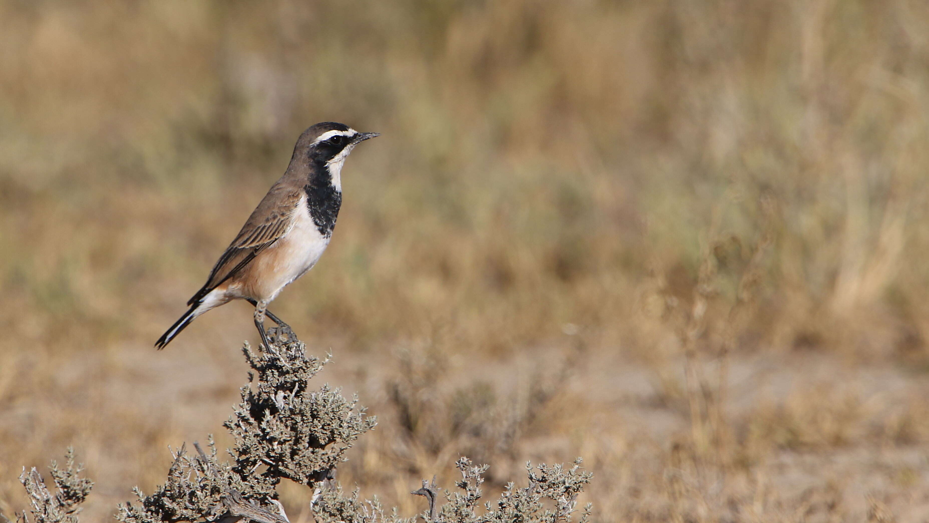 Image of Capped Wheatear