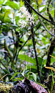 Image of Oncidium cirrhosum (Lindl.) Beer