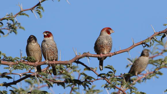 Image of Red-headed Finch