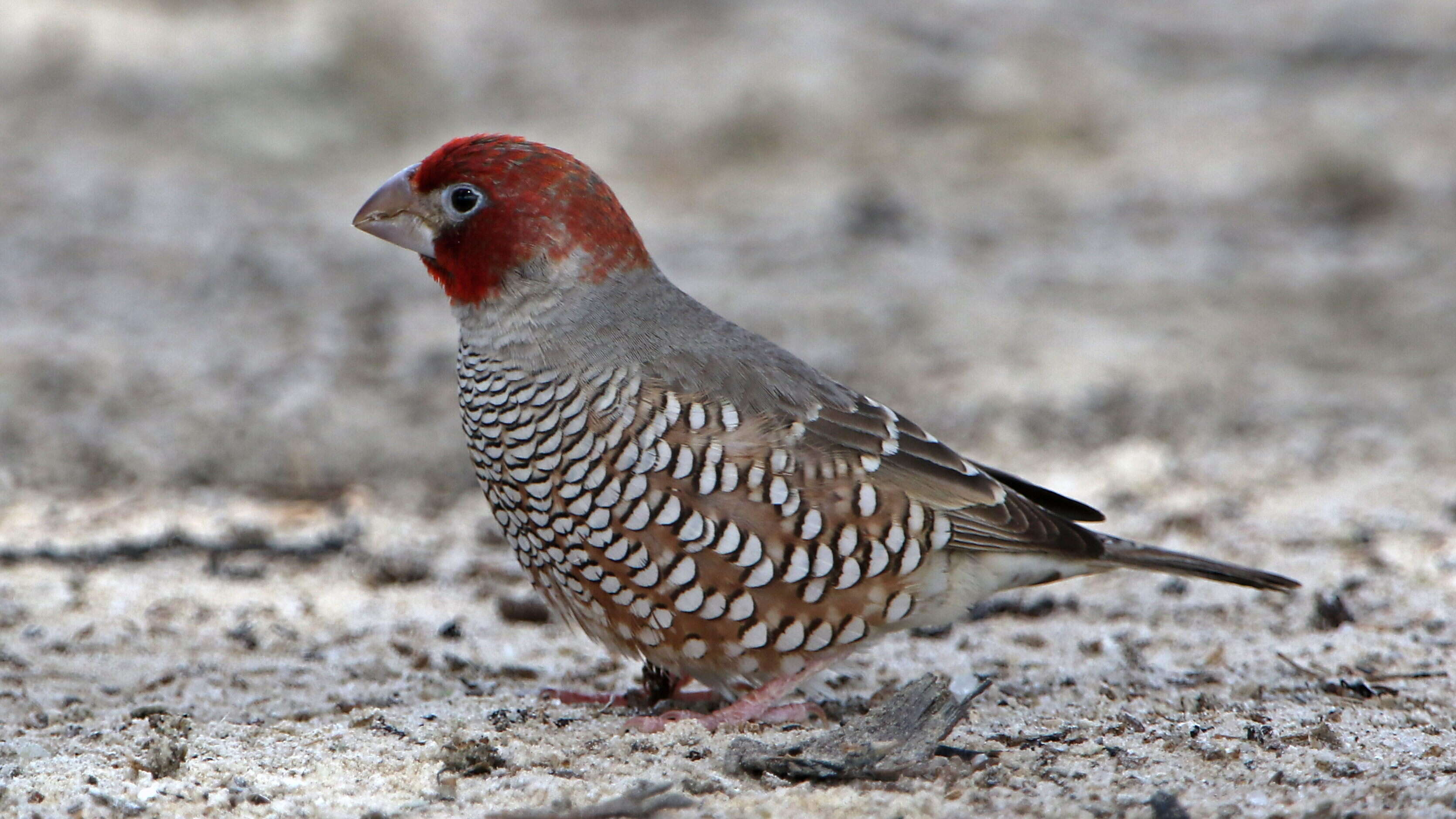 Image of Red-headed Finch