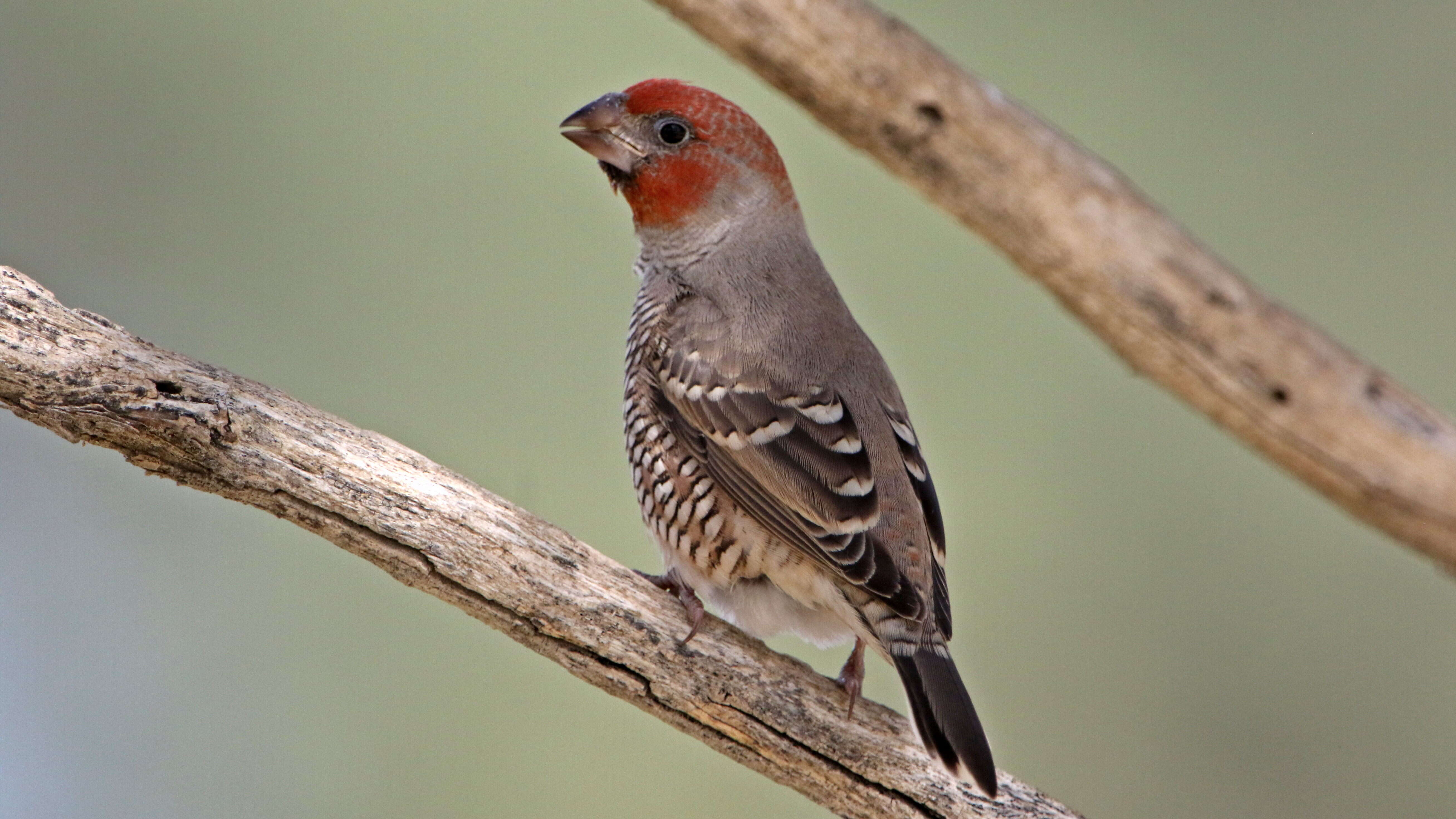 Image of Red-headed Finch