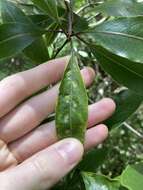 Phytoliriomyza pittosporophylli Hering 1962 resmi