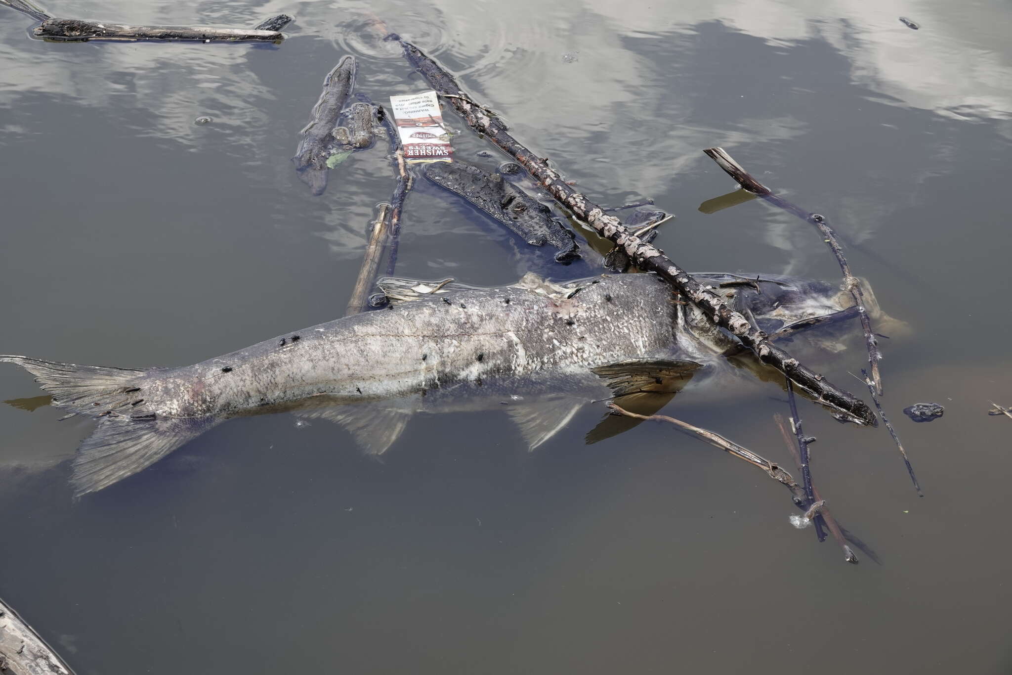 Image of silver carp