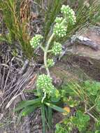 Image of <i>Crassula <i>nudicaulis</i></i> var. nudicaulis