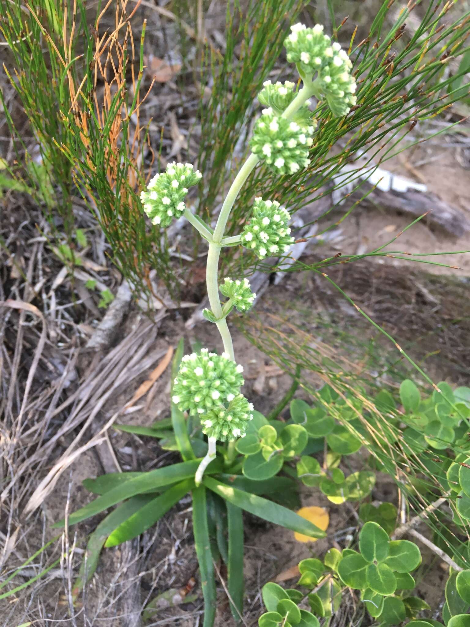 Image of <i>Crassula <i>nudicaulis</i></i> var. nudicaulis