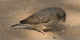 Image of Red-headed Finch