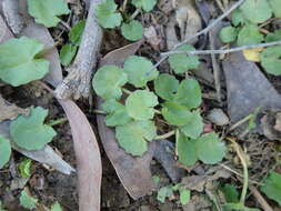 Imagem de Hydrocotyle jacksonii M. Hiroe