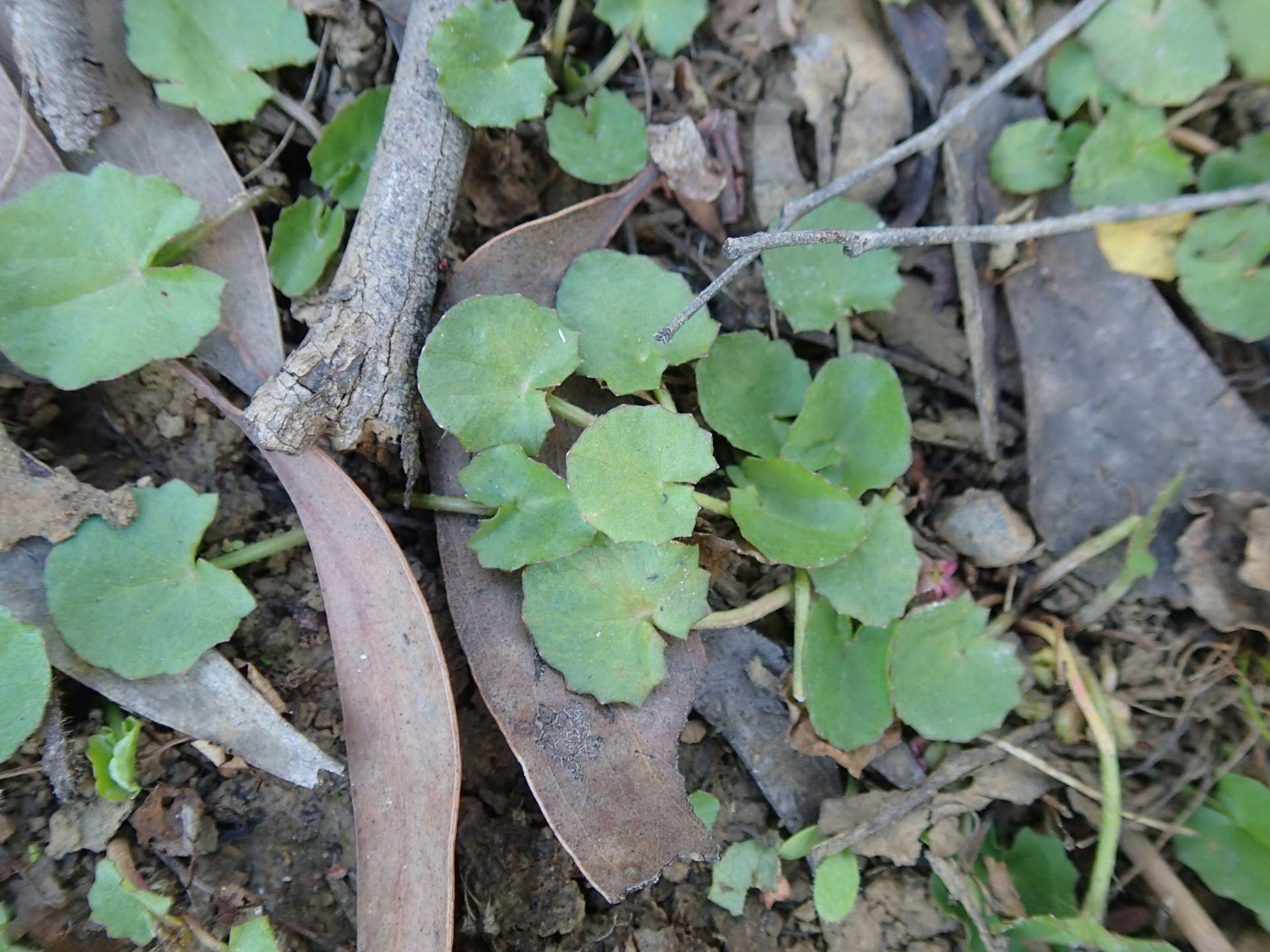 Imagem de Hydrocotyle jacksonii M. Hiroe