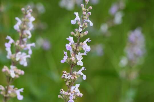 Image of Nepeta nuda L.