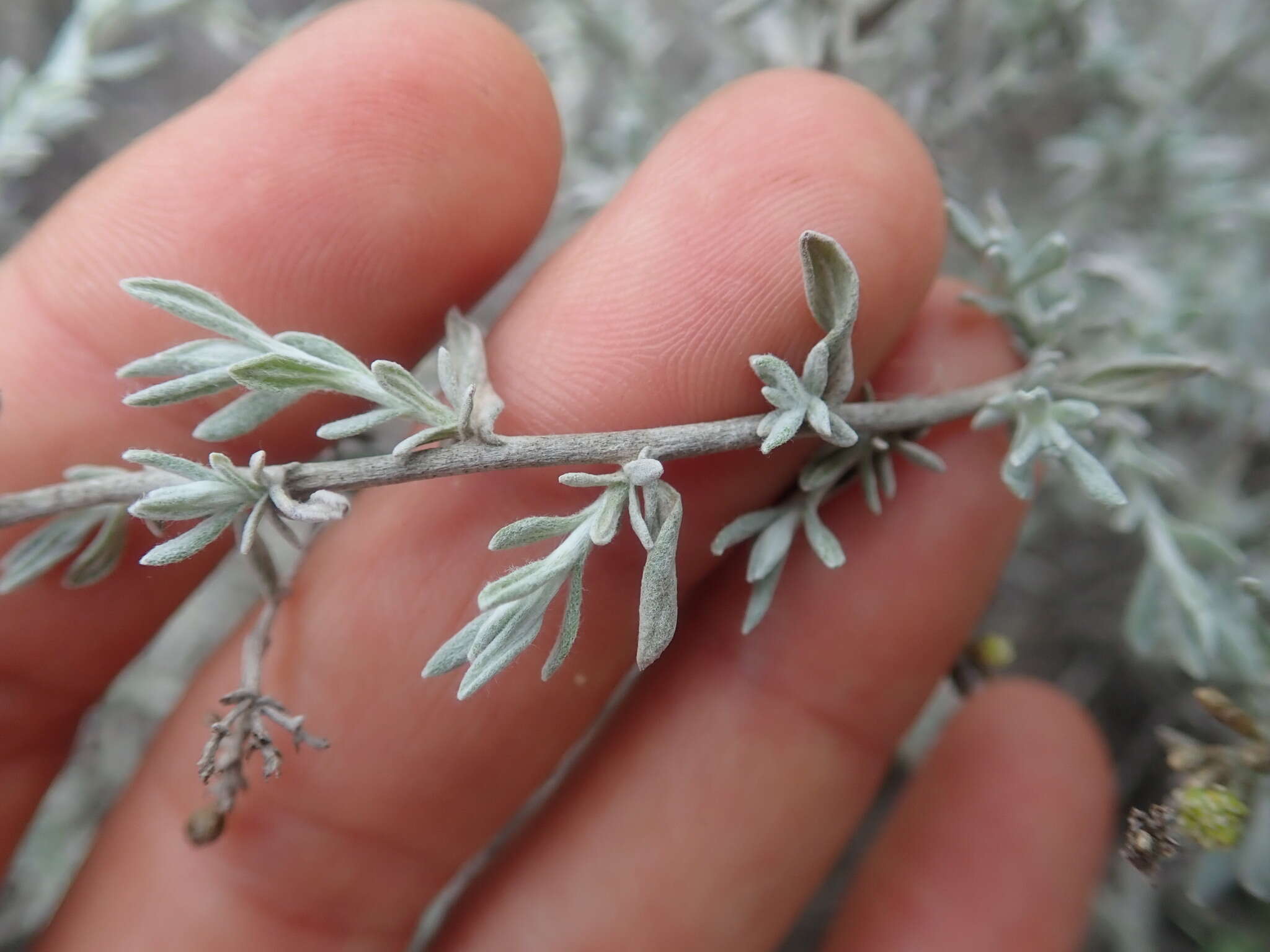 Image de Helichrysum plebeium DC.