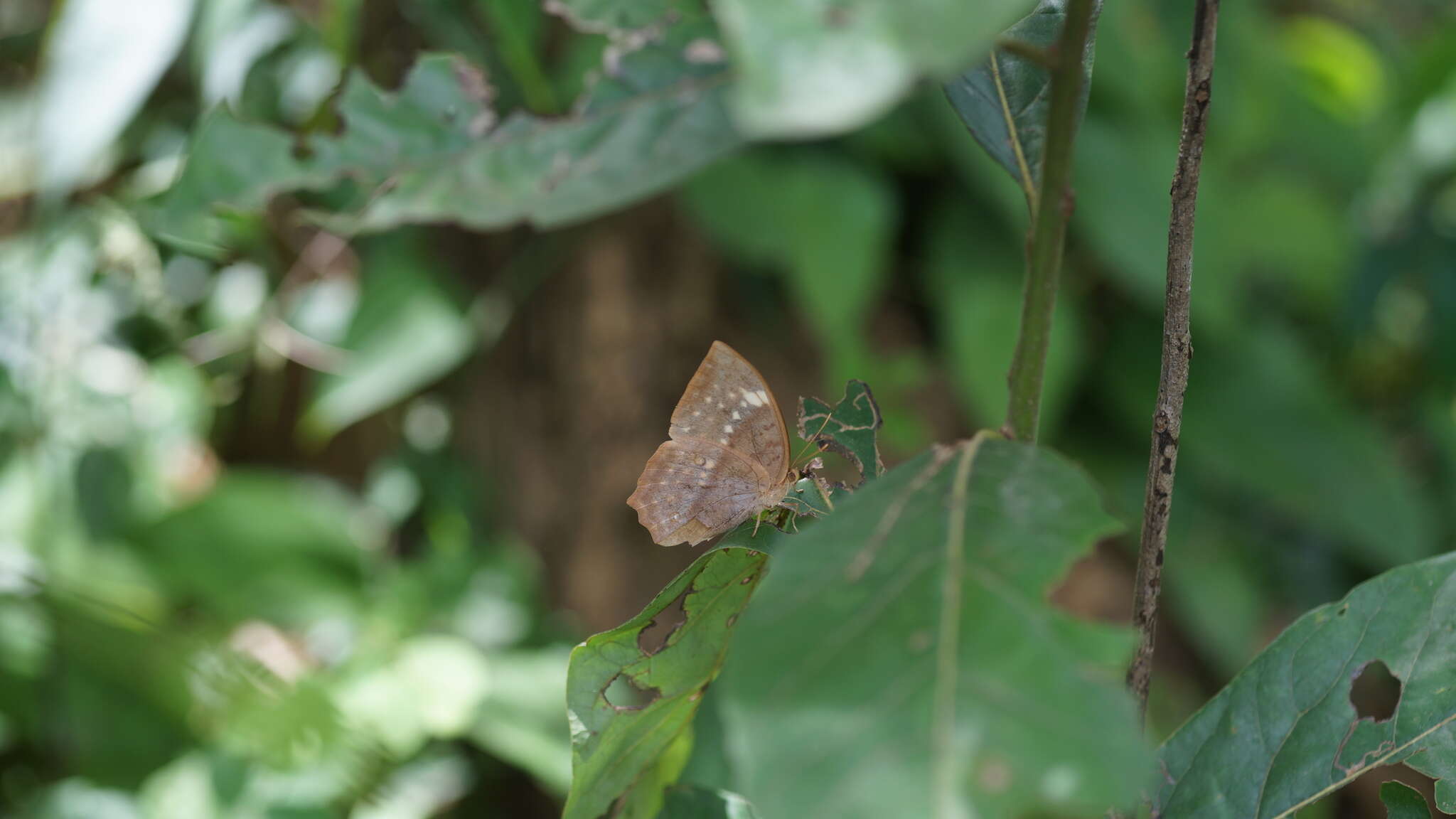 Imagem de Discophora sondaica zal Westwood (1851)