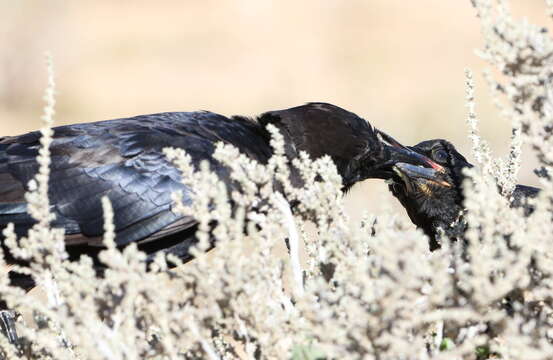 Image of Black Crow