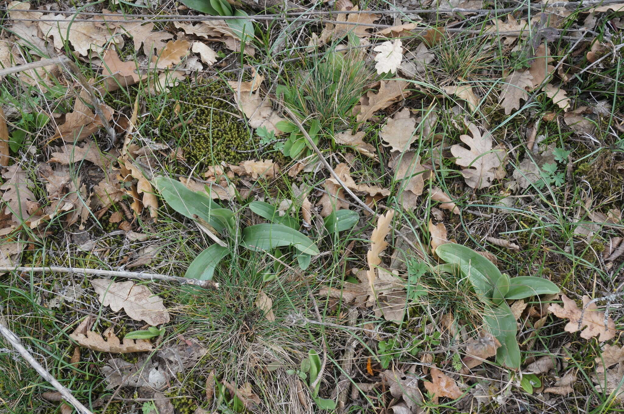 Image of Himantoglossum caprinum (M. Bieb.) Spreng.