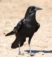 Слика од Corvus capensis Lichtenstein & Mhk 1823