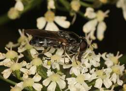 Cheilosia vulpina (Meigen 1822)的圖片