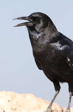 Image of Black Crow