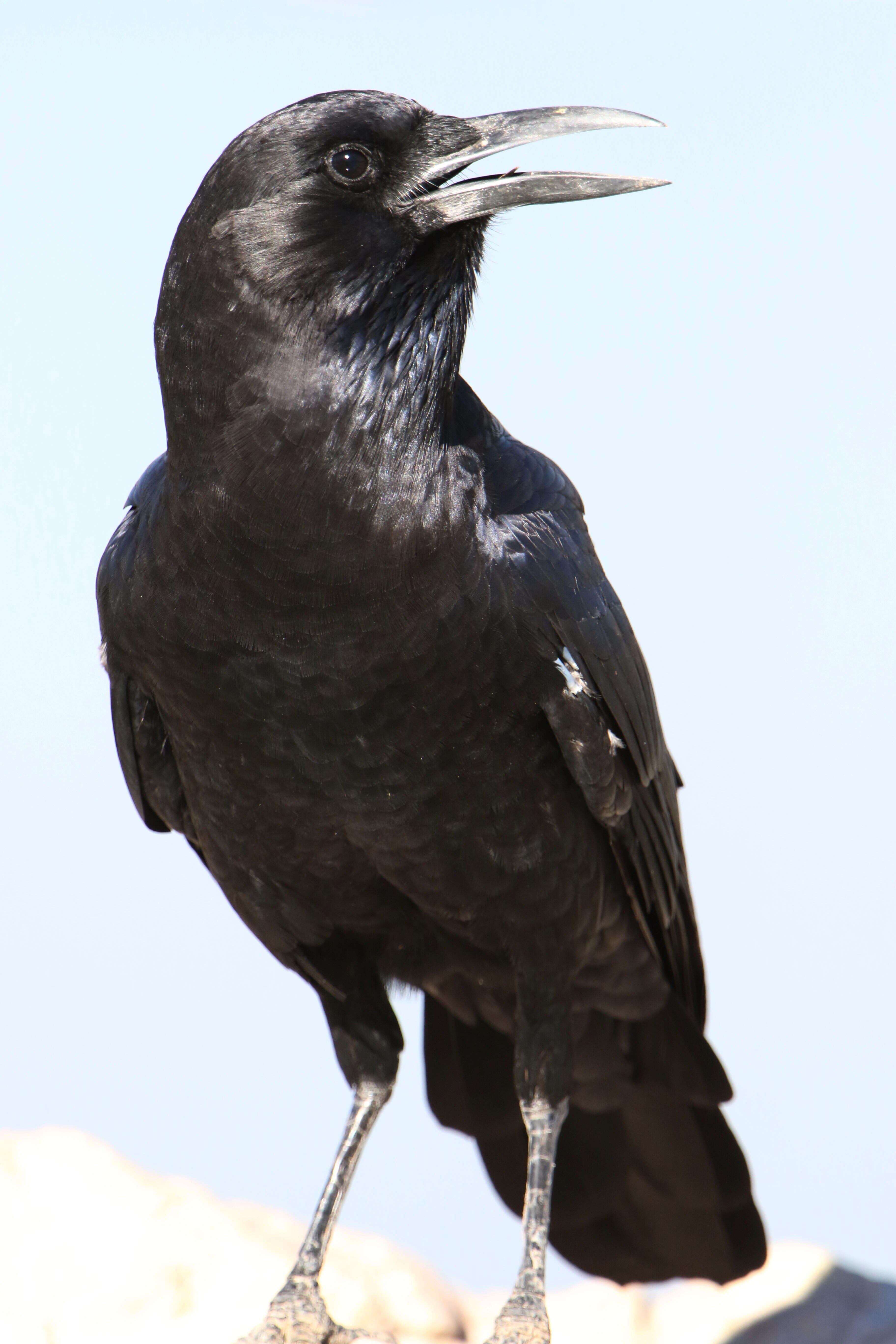 Слика од Corvus capensis Lichtenstein & Mhk 1823