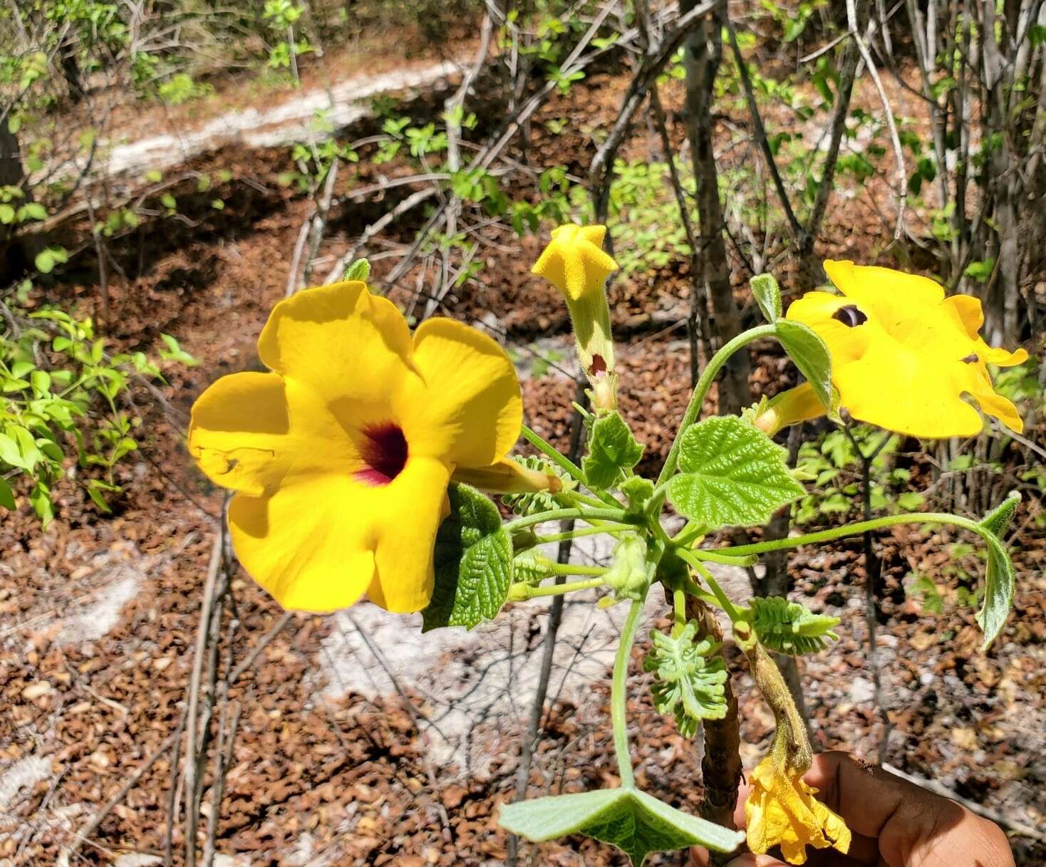 صورة Uncarina peltata (Baker) Stapf