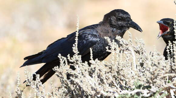 Image of Black Crow