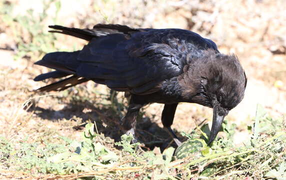 Image of Black Crow