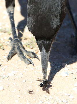 Image of Black Crow