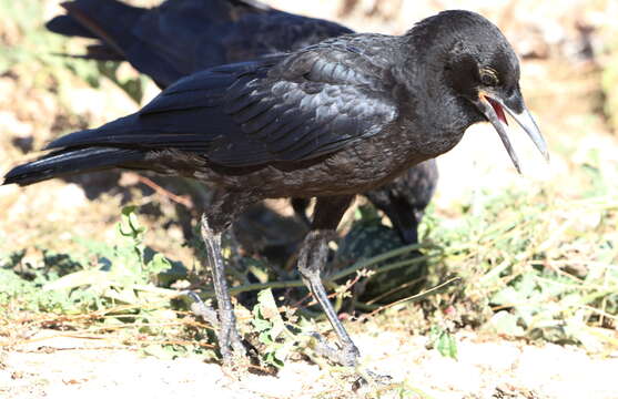 Image of Black Crow