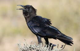 Image of Black Crow
