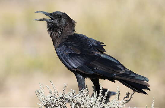 Image of Black Crow