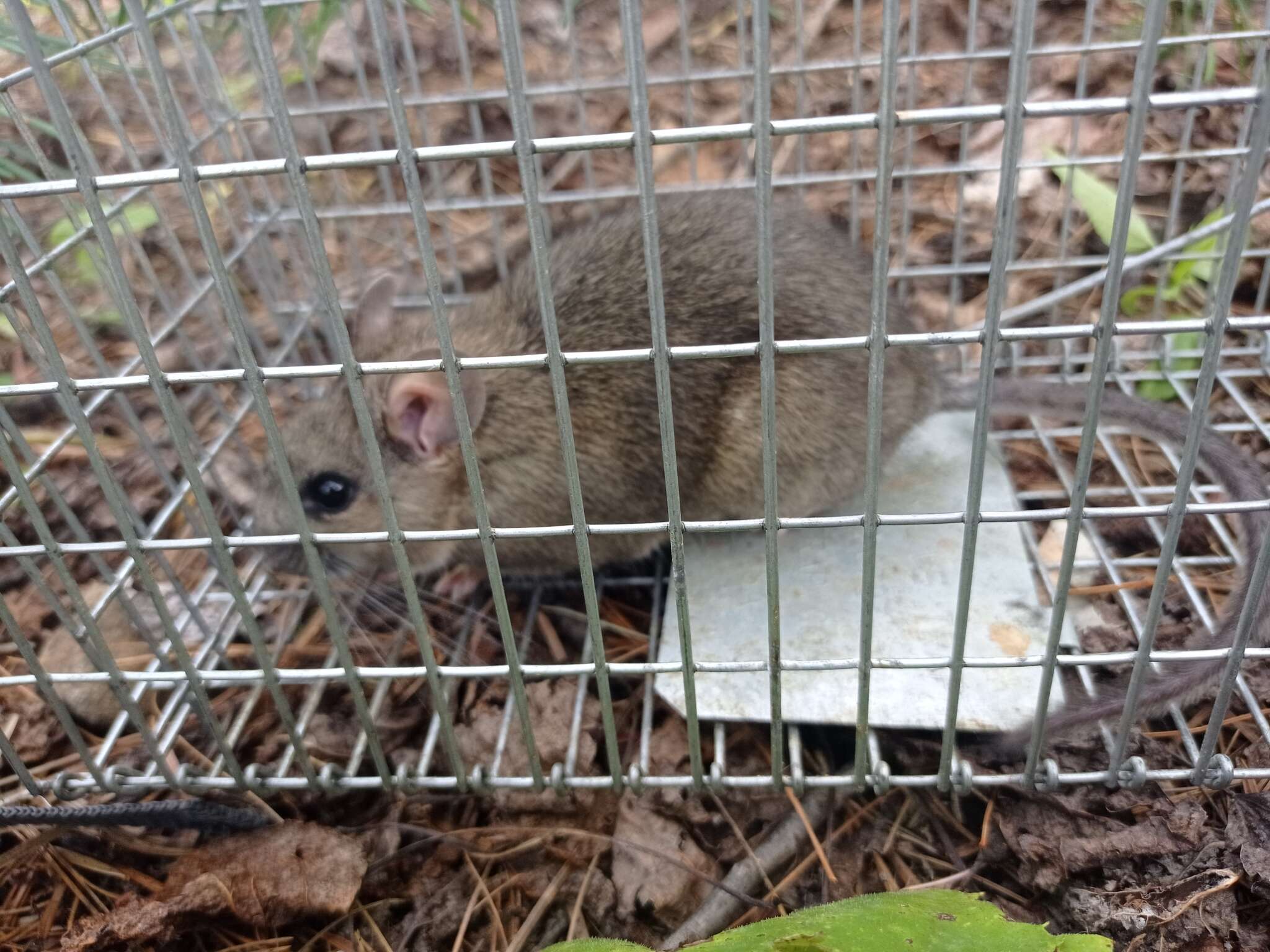 Image of Mexican woodrat