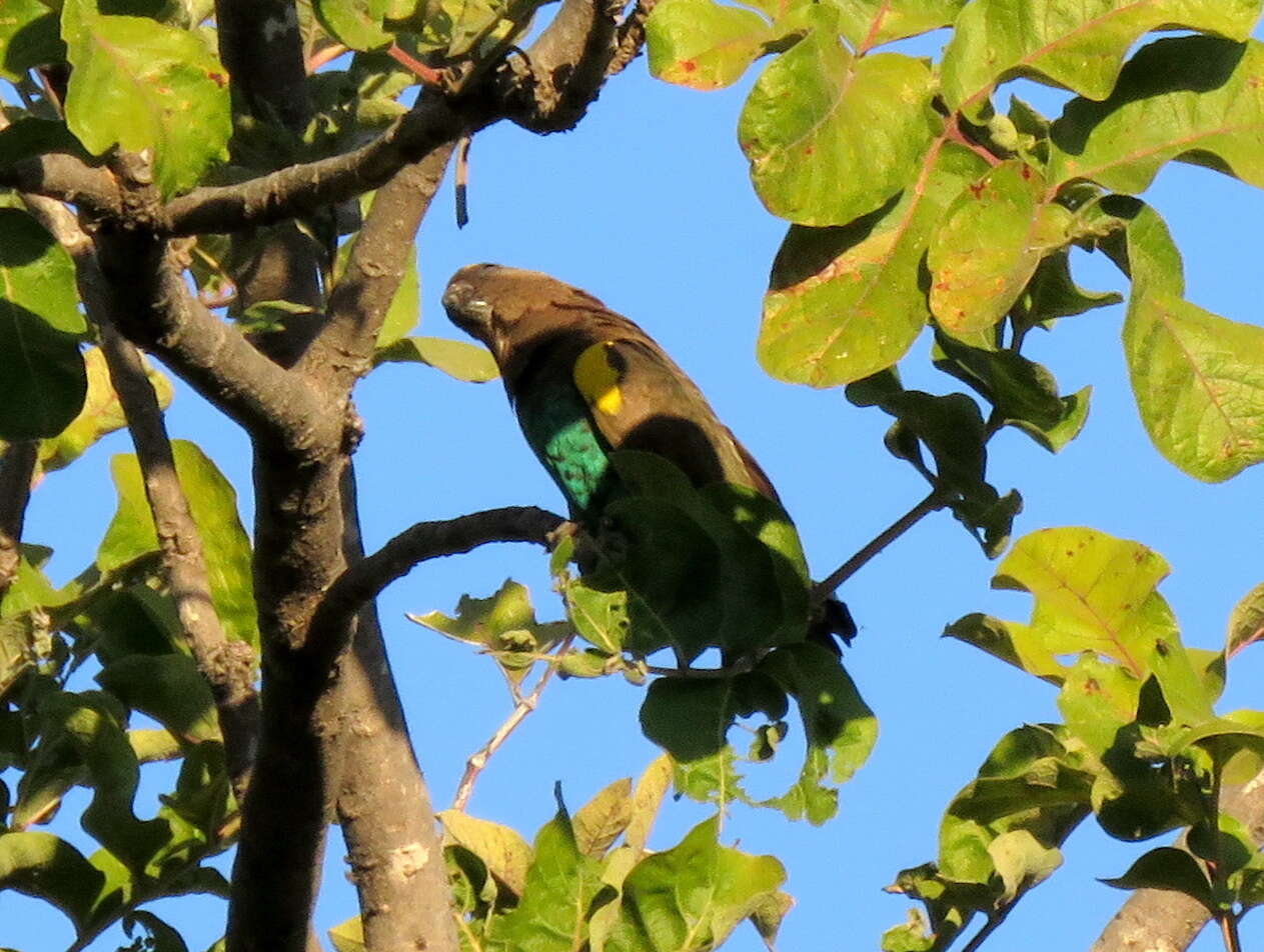 Image of Poicephalus meyeri damarensis Neumann 1898