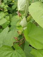 Image de Calystegia silvatica subsp. disjuncta R. K. Brummitt