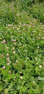 Trifolium clypeatum L.的圖片