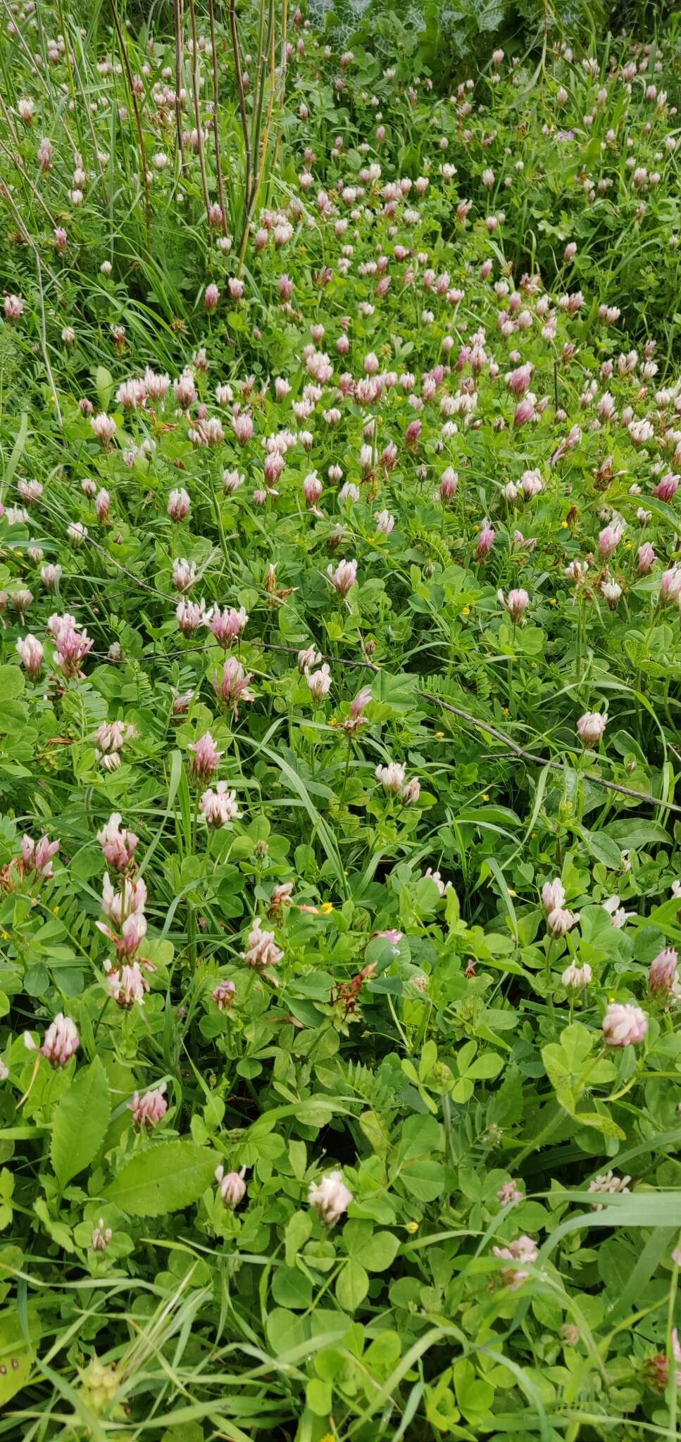 Image de Trifolium clypeatum L.