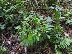 Image of Lesser Clearweed