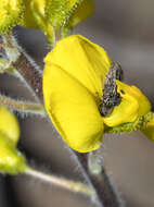 Image de Acmaeodera cisti Wollaston 1862