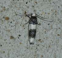 Ethmia nivosella Walker 1864的圖片