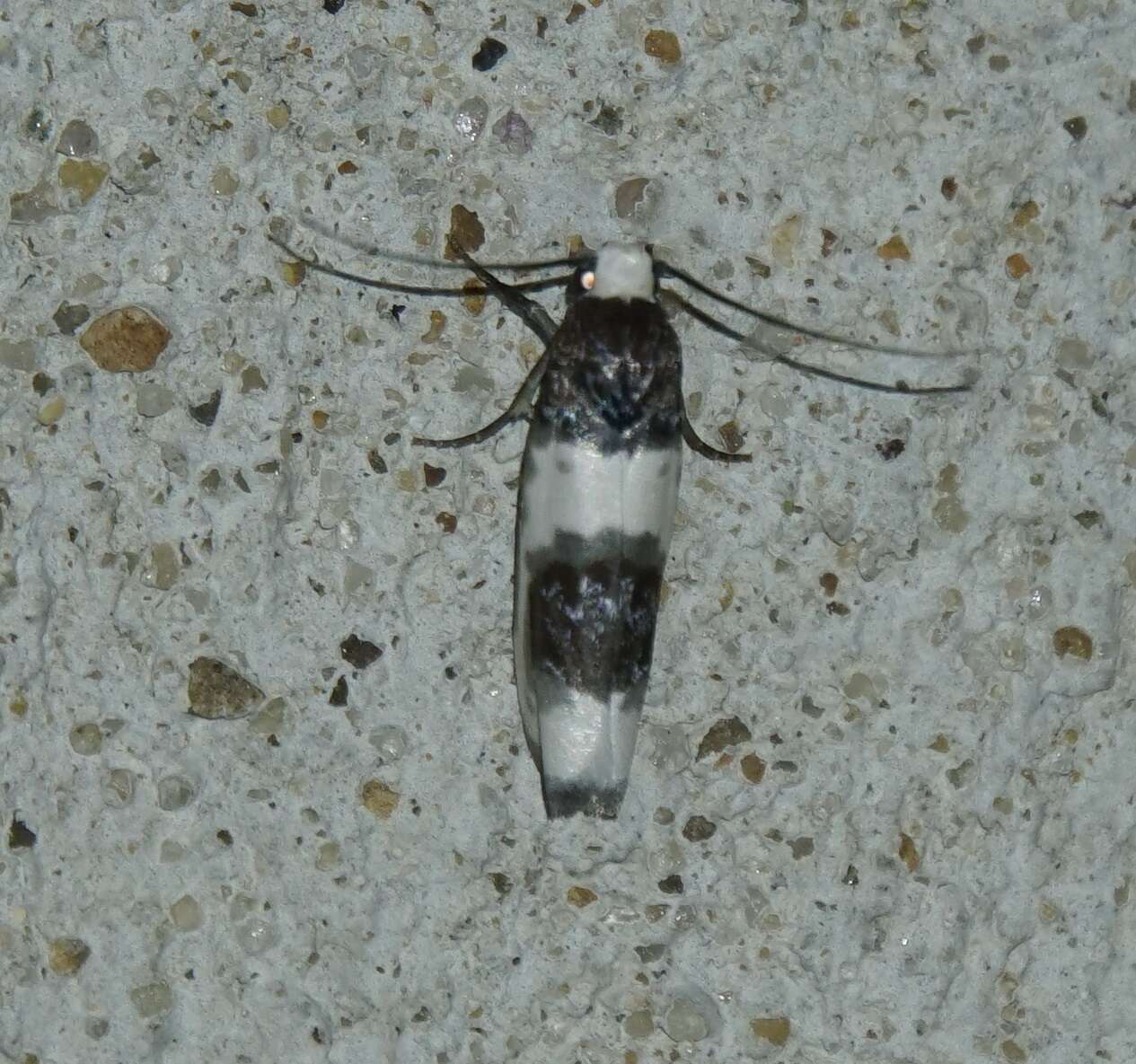 Ethmia nivosella Walker 1864的圖片