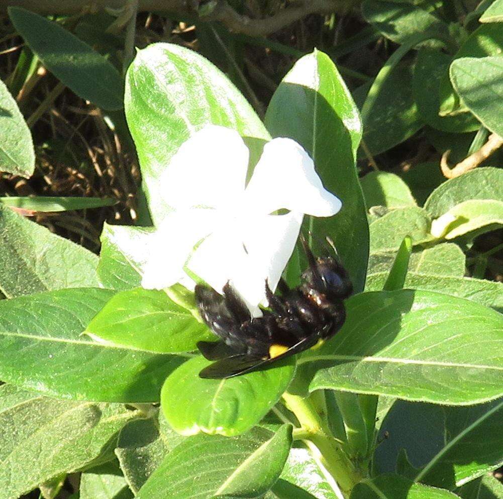 صورة Xylocopa caffra (Linnaeus 1767)