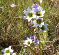 Image of Ixia monadelpha D. Delaroche