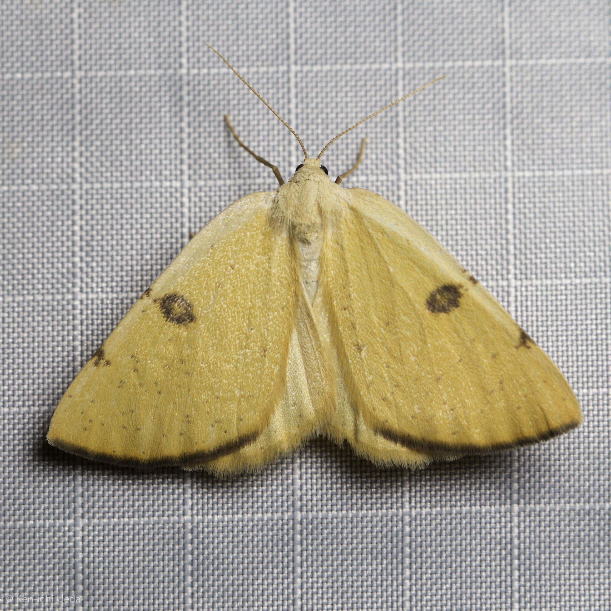 Image of Sulphur Moth