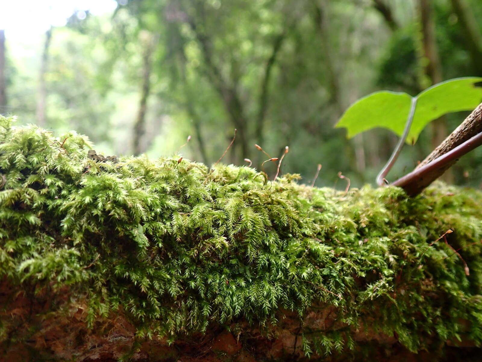 Image of palamocladium moss