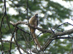 Colius striatus rhodesiae Grant, Chb & Mackworth-Praed 1938 resmi