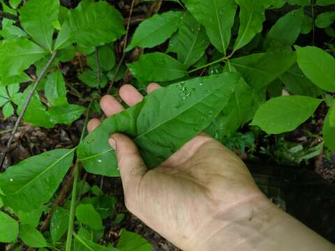 Image de Quercus leana Nutt.