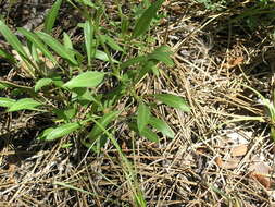 Image de Cephalaria coriacea (Willd.) Roem. & Schult. ex Steudel