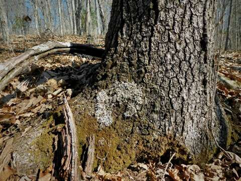 Image of Appalachian shield lichen